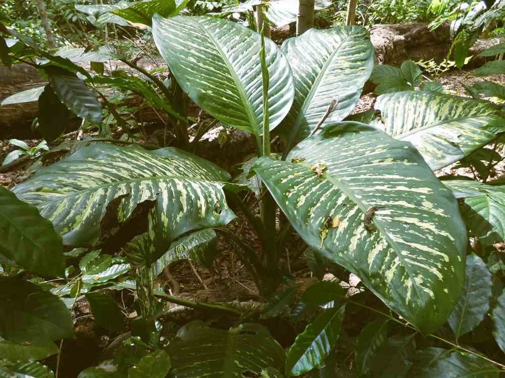 Can Dieffenbachia Grow Outside in Your Garden Can Dieffenbachia Grow Outside in Your Garden