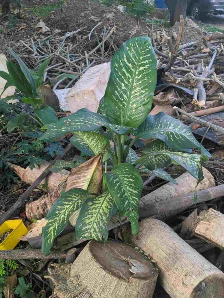 Can Dieffenbachia Grow Outside in Your Garden