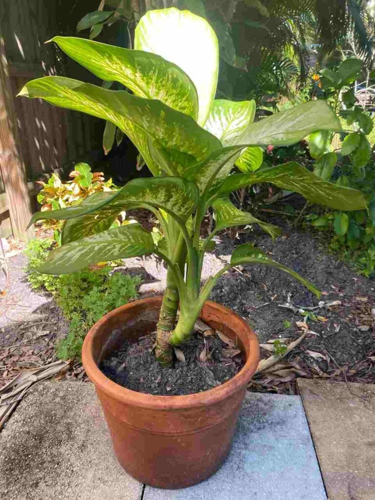 Can Dieffenbachia Grow Outside in Your Garden3