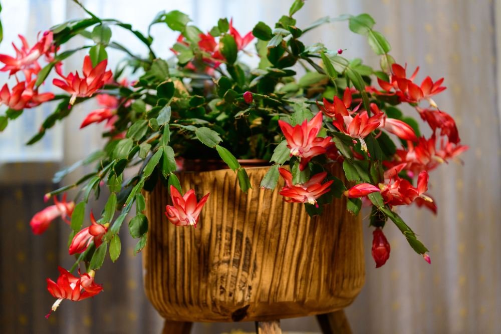Can You Put a Christmas Cactus Outside in Summer Can You Put a Christmas Cactus Outside in Summer