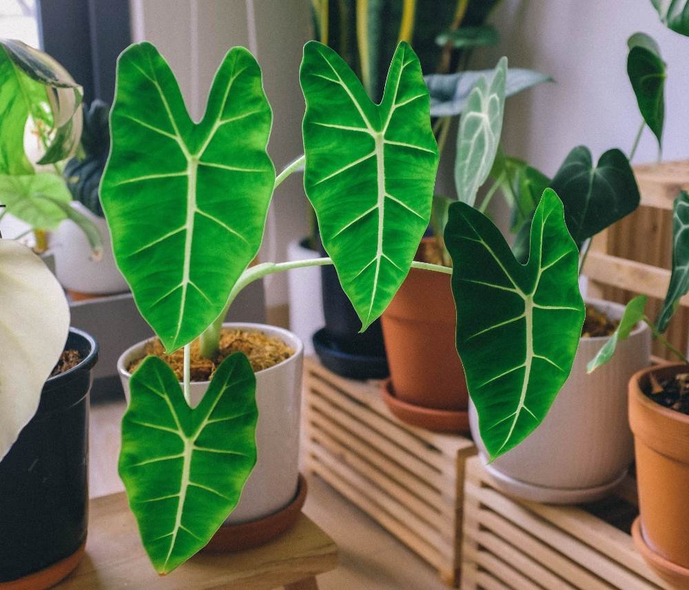 Philodendron vs Alocasia Differences and Care Philodendron vs Alocasia