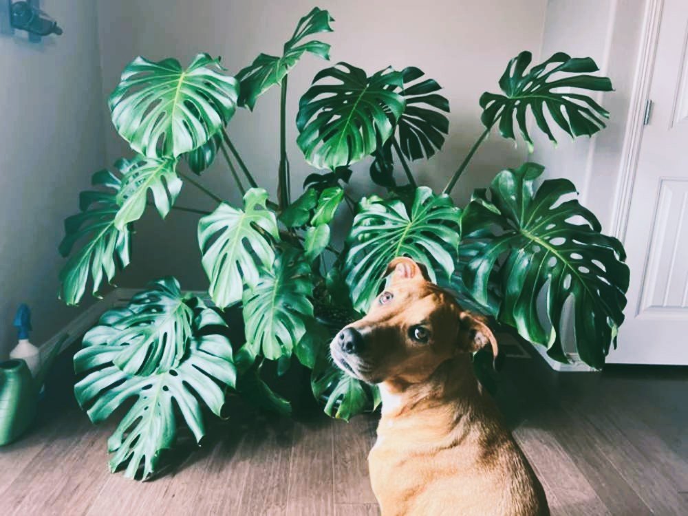 Are Monstera Plants Safe for Dogs and How to Protect Your Pup Are Monstera Plants Safe for Dogs