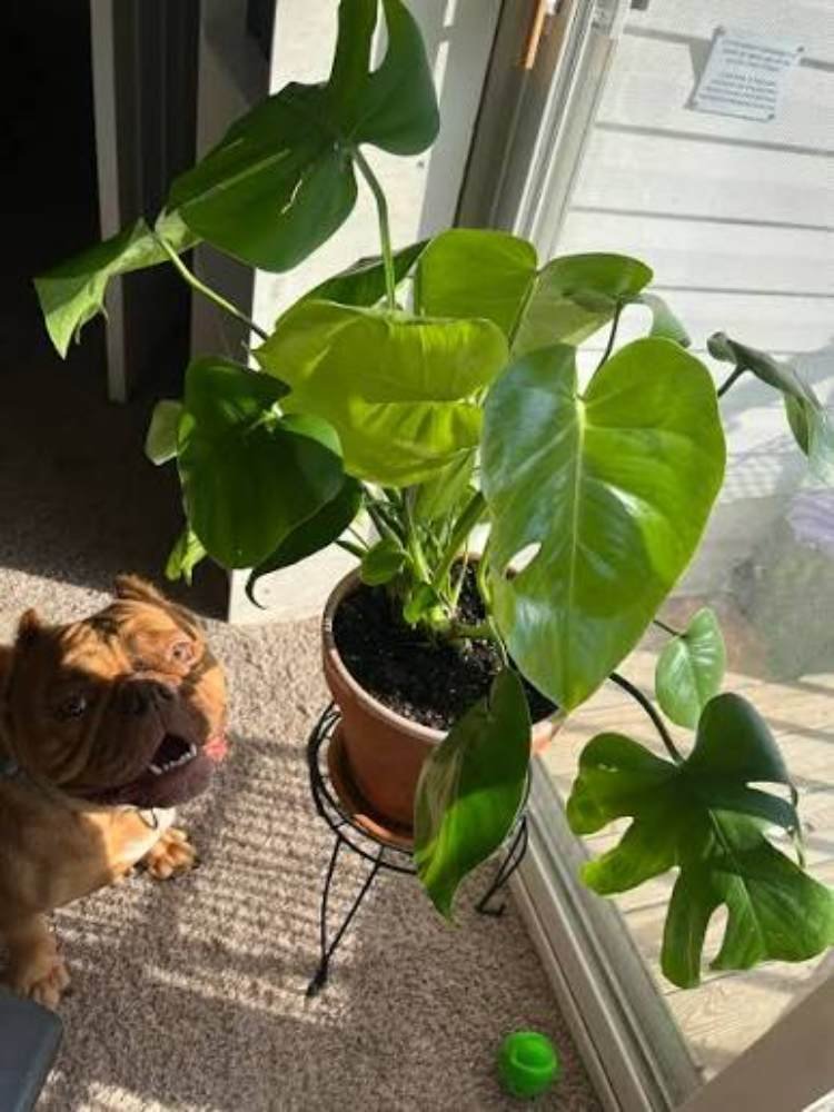 Are Monstera Plants Safe for Dogs3
