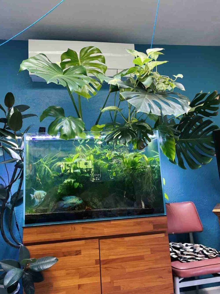 Can Monsteras Live in Water Permanently2