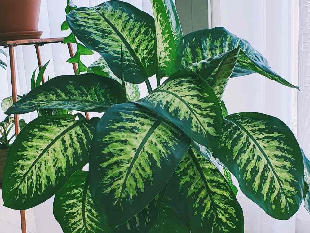 Complete Dieffenbachia Care Guide for Beginners Complete Dieffenbachia Care Guide