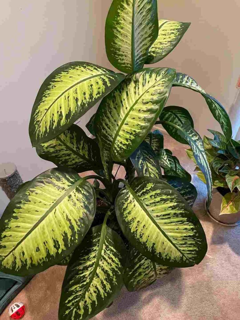 Complete Dieffenbachia Care Guide
