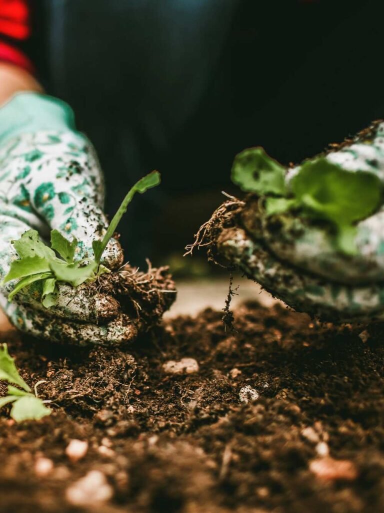 Is Mulch Good for Plants2