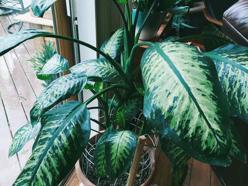 What to Do When Your Dieffenbachia Grows Too Tall What to Do When Your Dieffenbachia Grows Too Tall