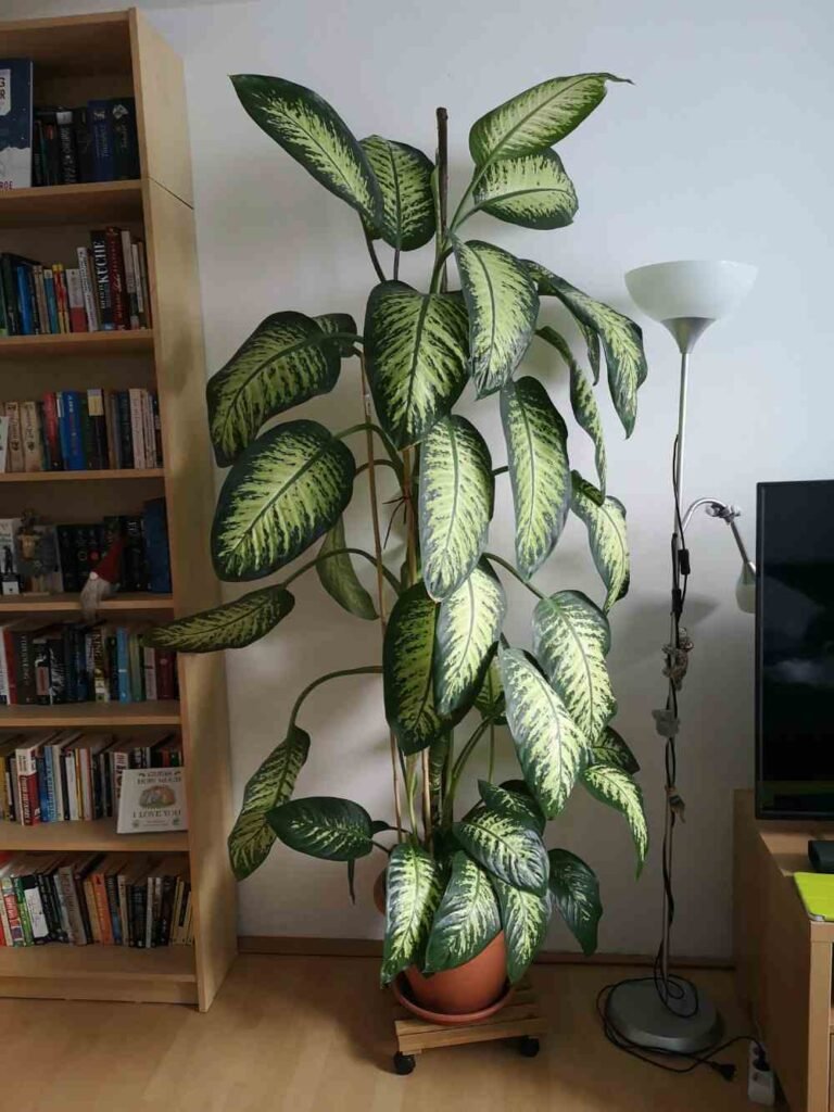 What to Do When Your Dieffenbachia Grows Too Tall