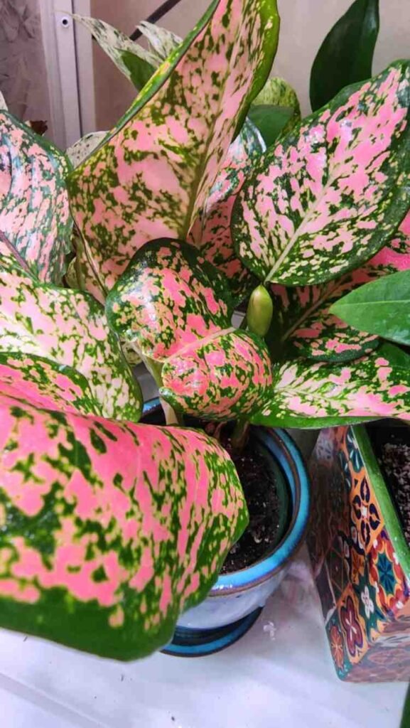 What to Do When Your Dieffenbachia Grows Too Tall