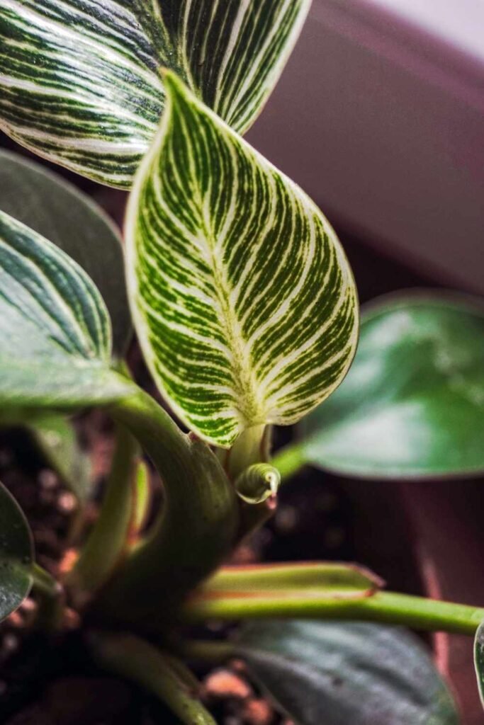 Do Philodendrons Climb 2