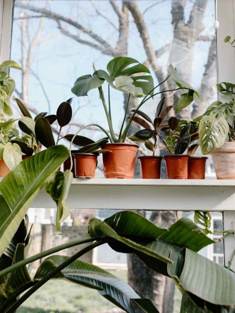 Final Thoughts on Growing Lush Philodendrons