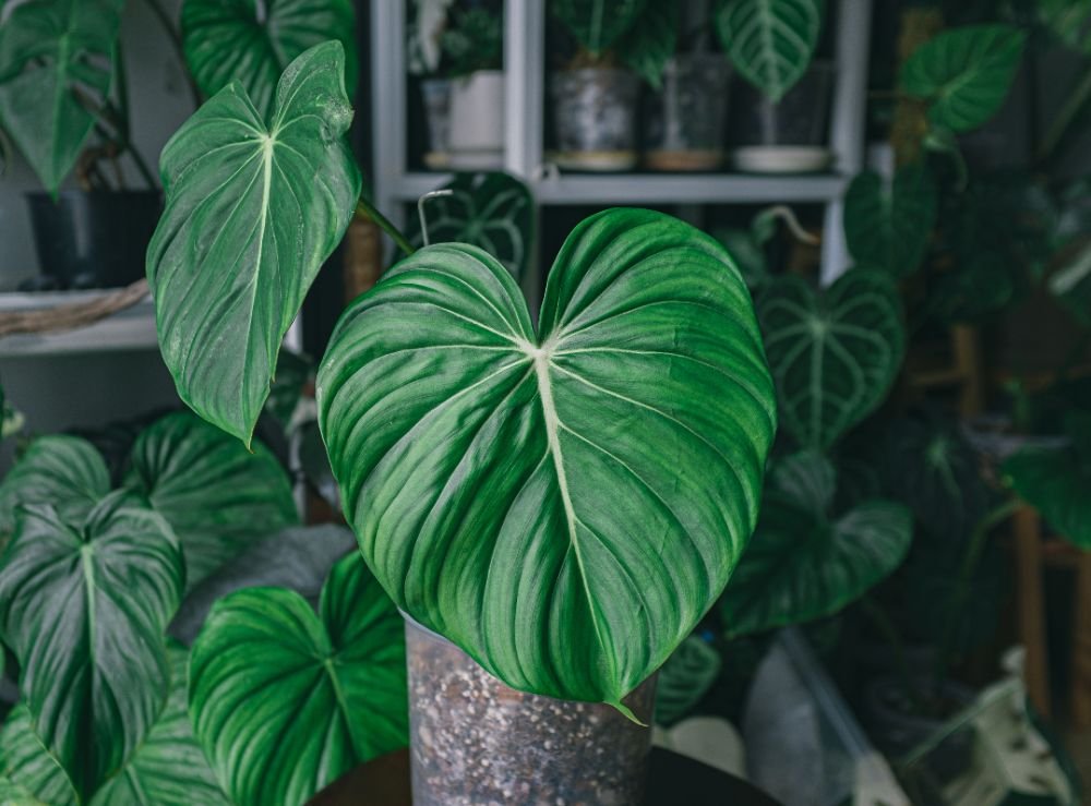 How to Encourage Larger Leaf Growth