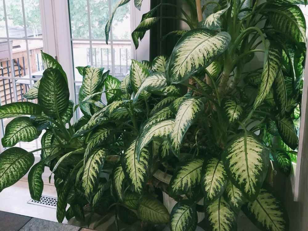 How to Prune Dieffenbachia for Full and Bushy Growth How to Prune Dieffenbachia