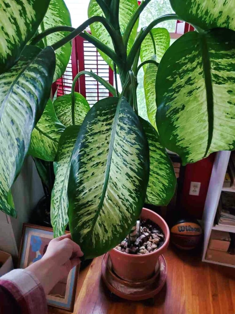 How to Prune Dieffenbachia
