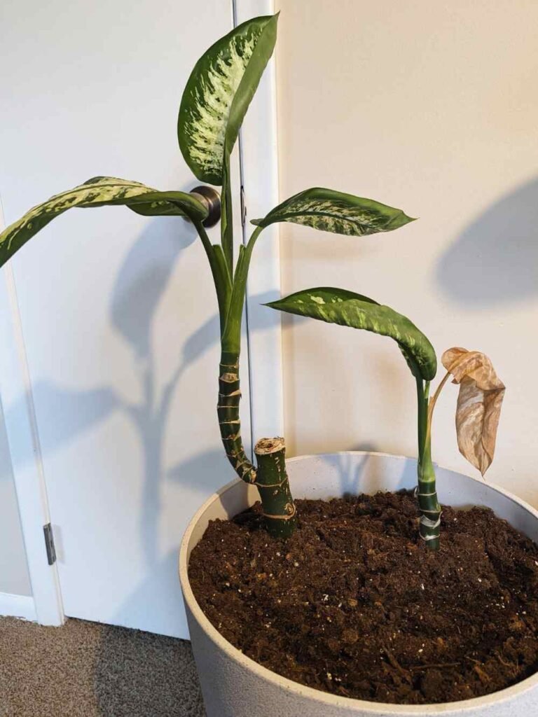 How to Prune Dieffenbachia