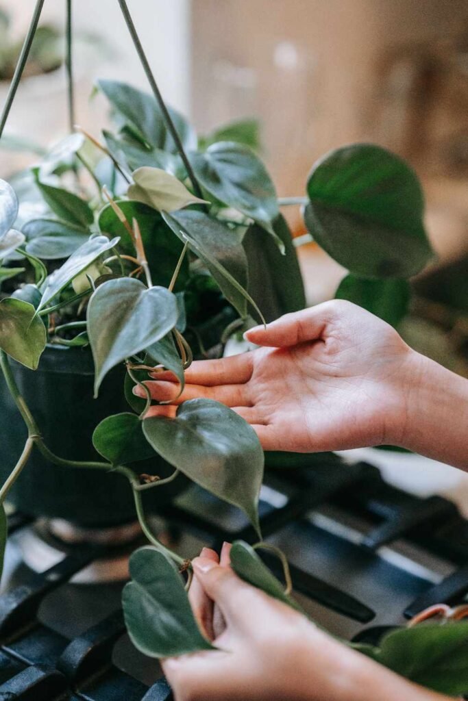 Reasons for Small Philodendron Leaves