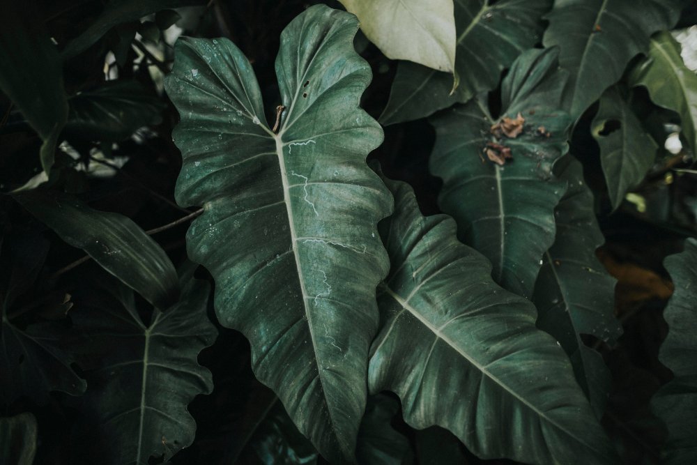 Why Are Your Philodendron Leaves Small and How to Fix Them Why Are Your Philodendron Leaves Small