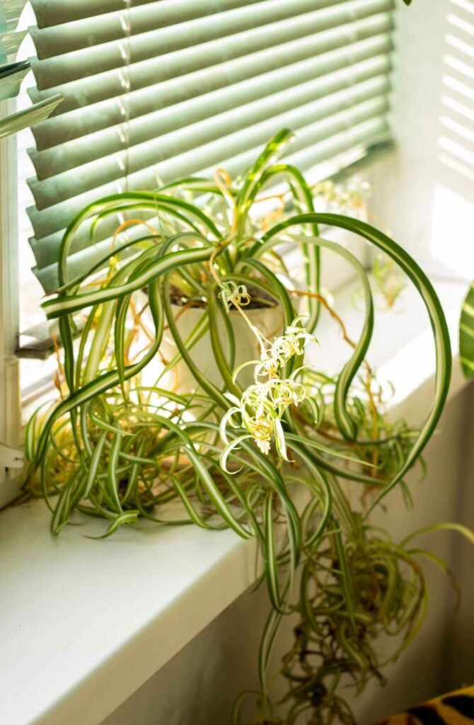 Why Spider Plant Babies Are Dying