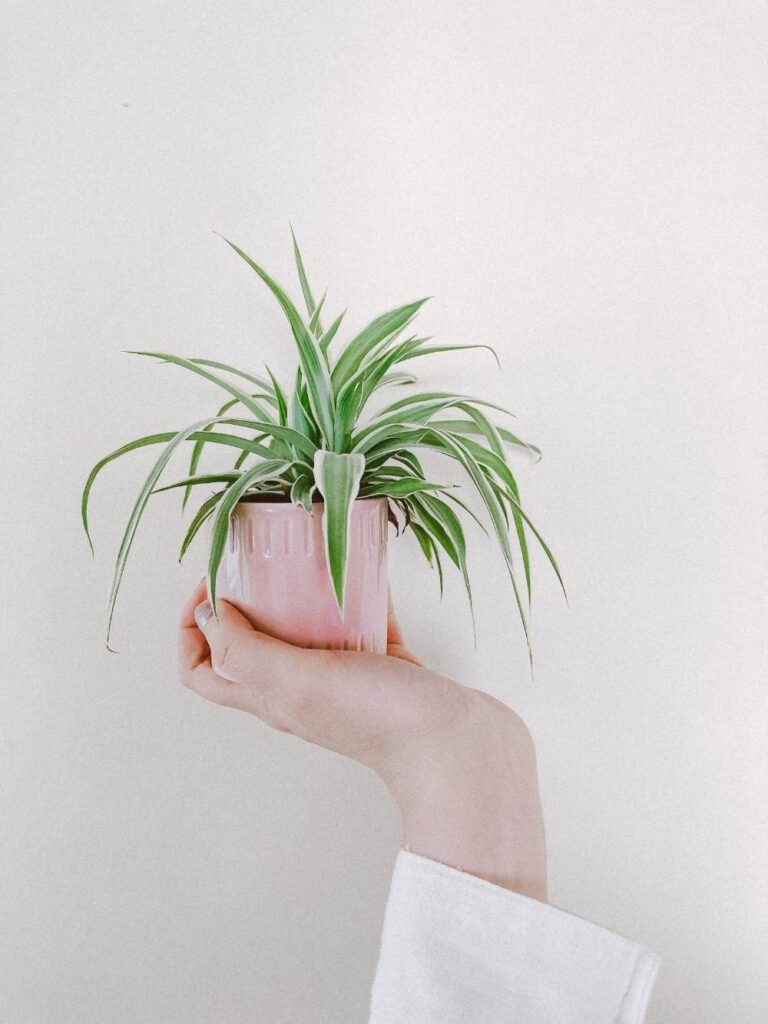 Why Spider Plant Babies Are Dying2