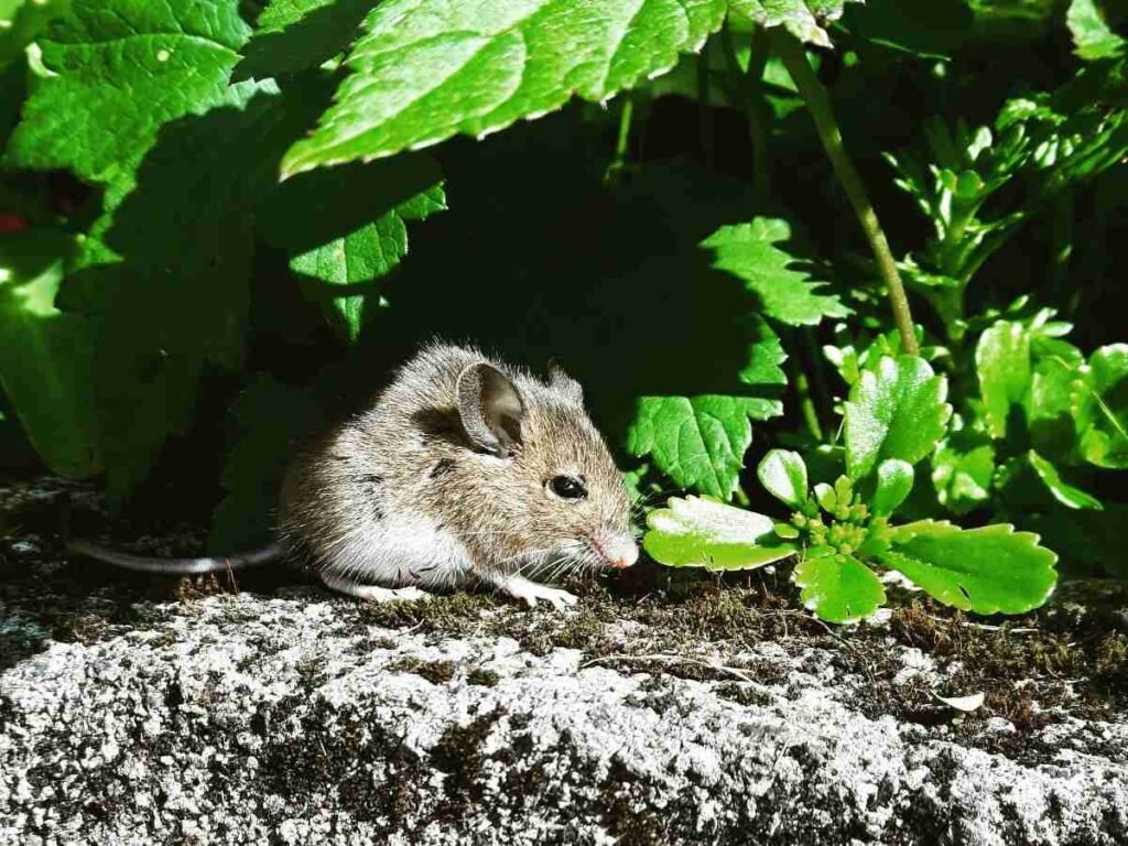 How to Get Rid of Mice in Your Garden Naturally How to Get Rid of Mice in Your Garden Naturally