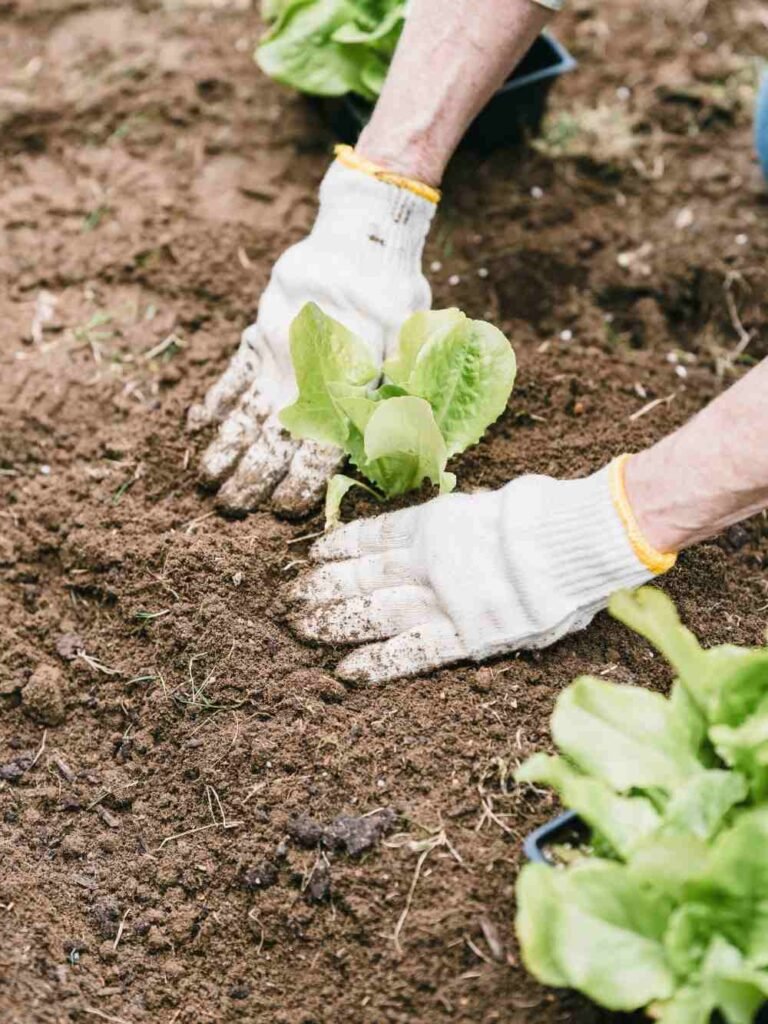 Practical Ways to Keep Garden Mulch in Place