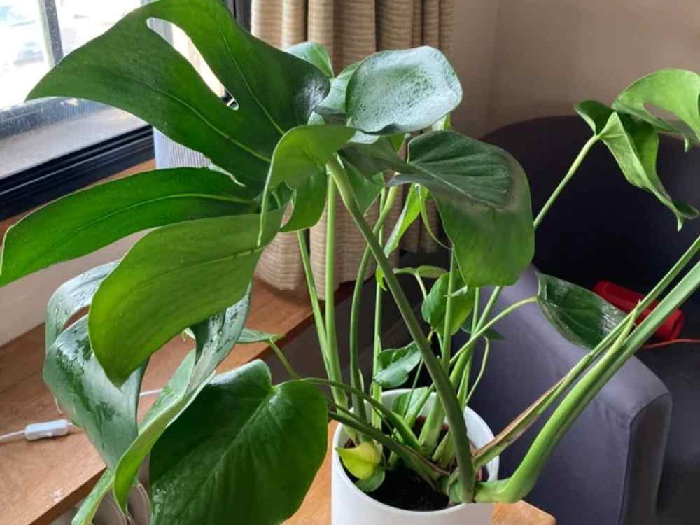 Why Monstera Leaves Curl and How to Fix Them Why Monstera Leaves Curl