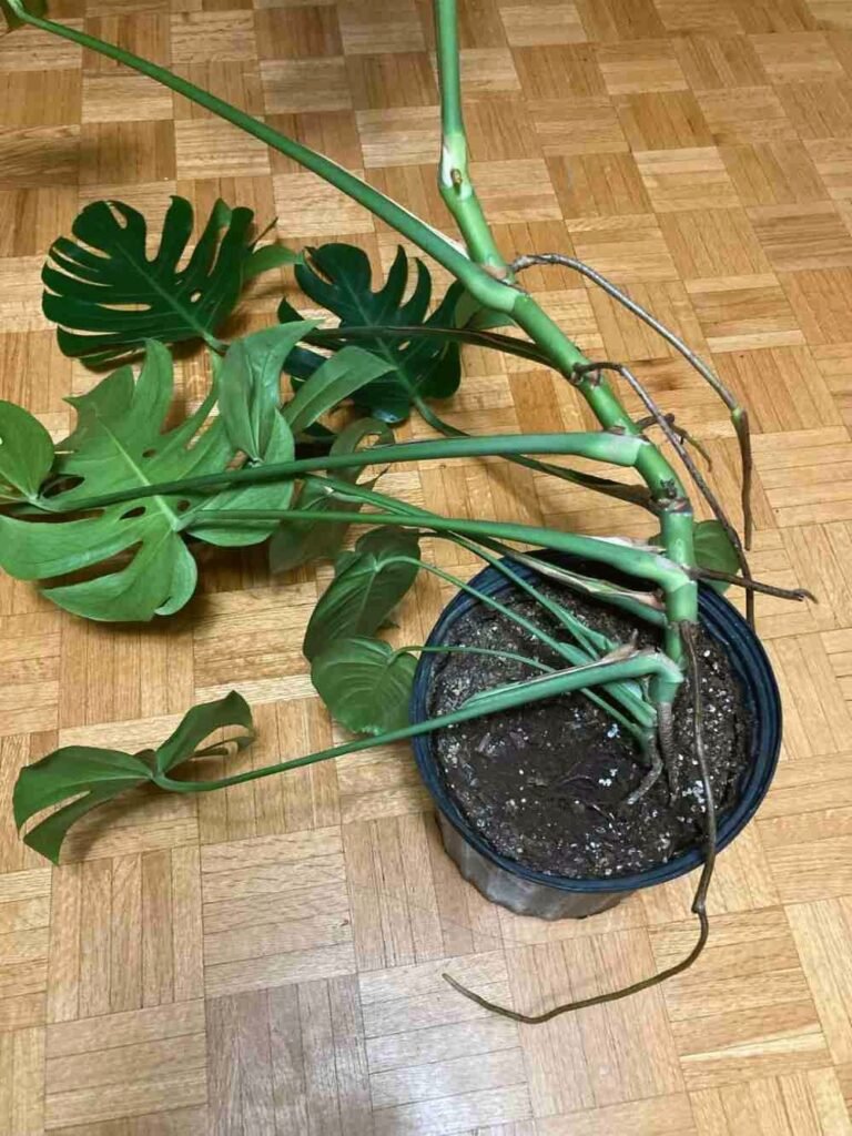 Why Monsteras Fall Over