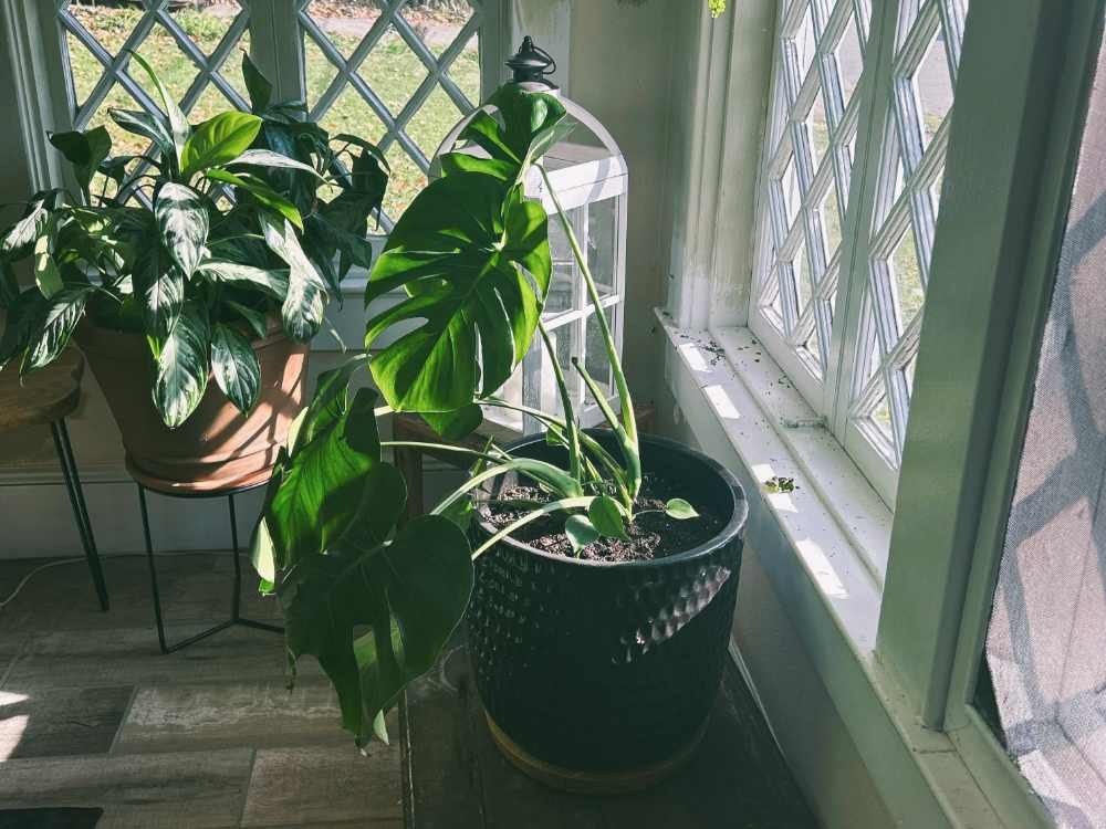 Monstera Light Requirements and Care Guide Monstera Light Requirements