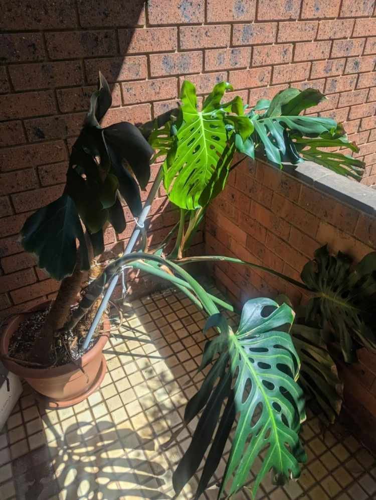 Monstera Light Requirements2