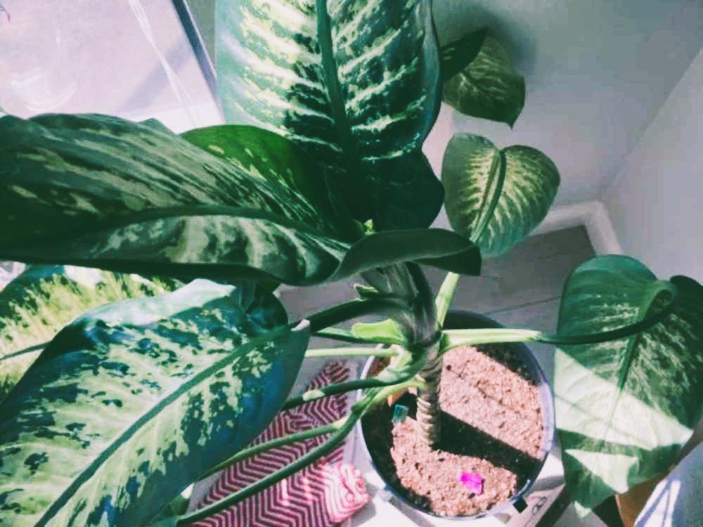 Why Your Dieffenbachia Has No Leaves and How to Save It Why Your Dieffenbachia Has No Leaves