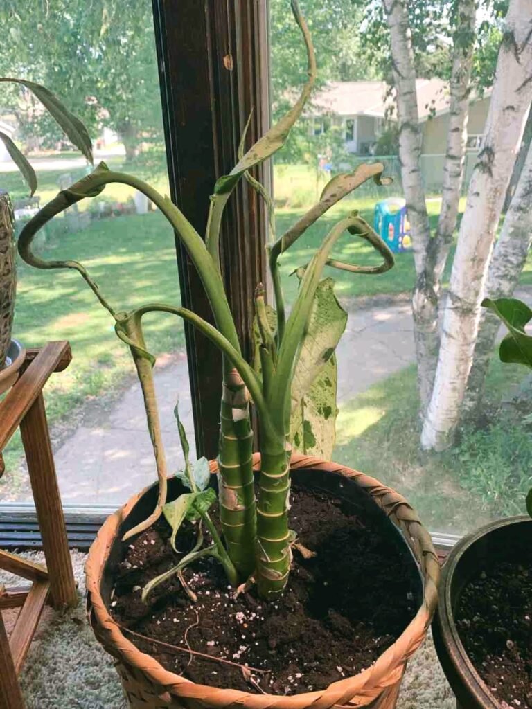Why Your Dieffenbachia Has No Leaves