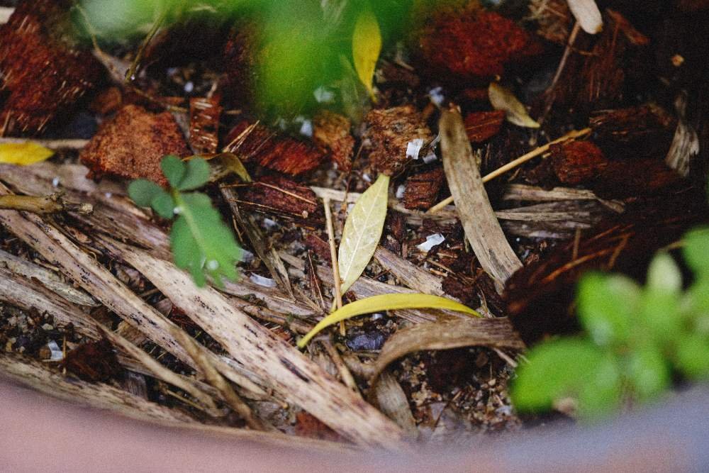 Creative Ways to Repurpose Old Mulch in Your Yard Creative Ways to Repurpose Old Mulch in Your Yard