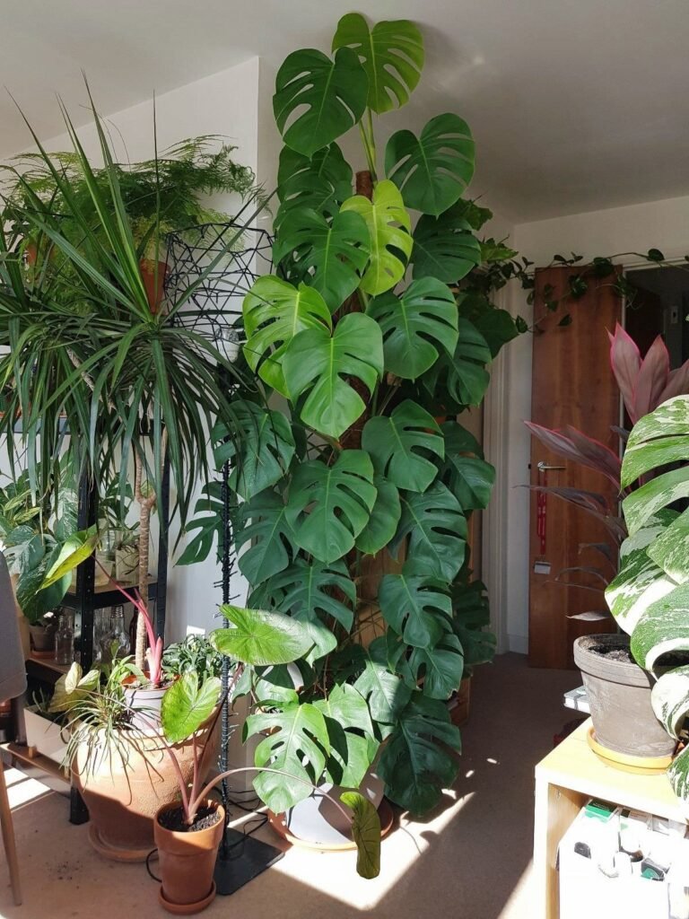 How Long Do Monstera Plants Live2