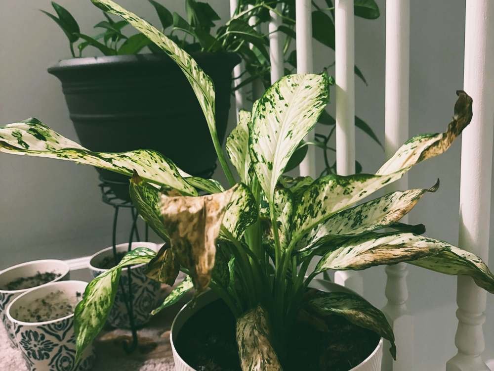 How to Identify and Treat Root Rot in Dieffenbachia Plants How to Identify and Treat Root Ro
