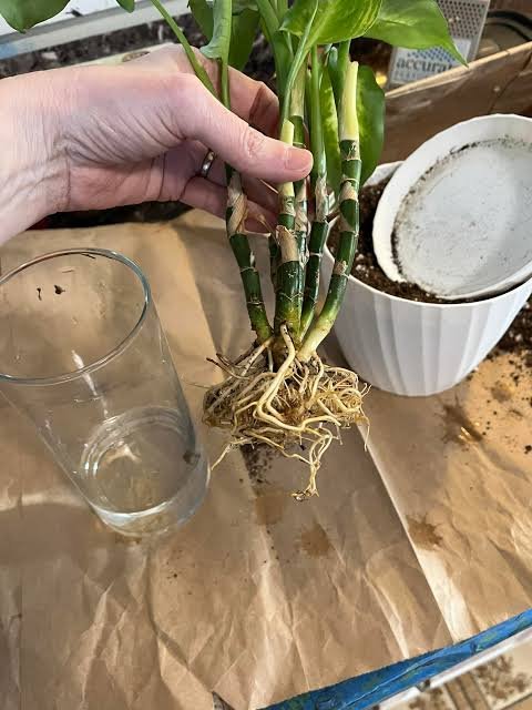How to Identify and Treat Root Ro