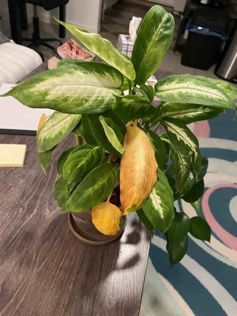 How to Identify and Treat Root Rot