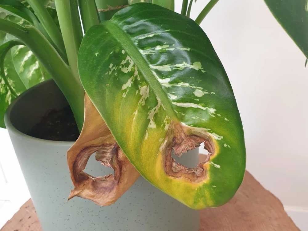 Why Is My Dieffenbachia Dying and How to Save It Why Is My Dieffenbachia Dying