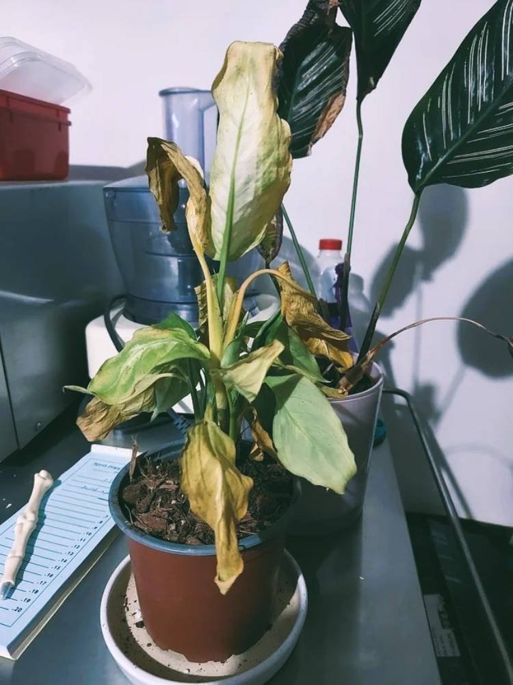 Why Is My Dieffenbachia Dying2