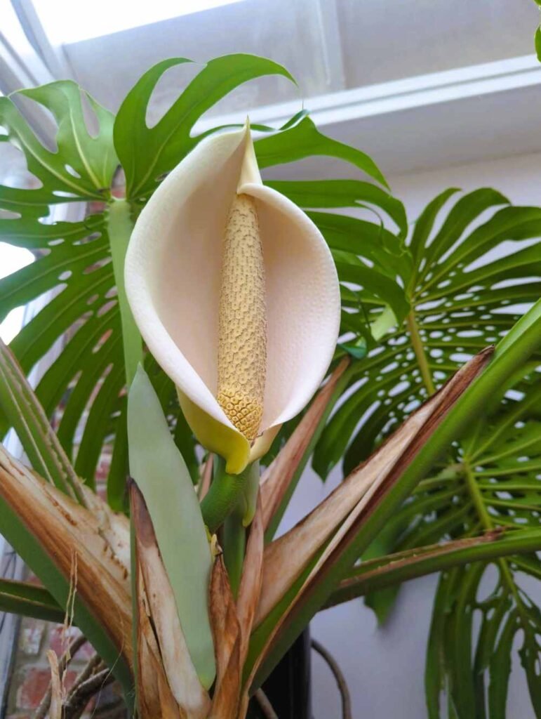 How to Make Your Monstera Bloom Indoors with Proven Steps
