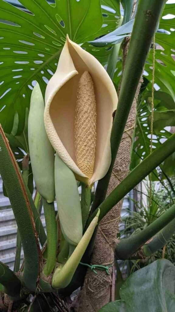 How to Make Your Monstera Bloom Indoors with Proven Steps