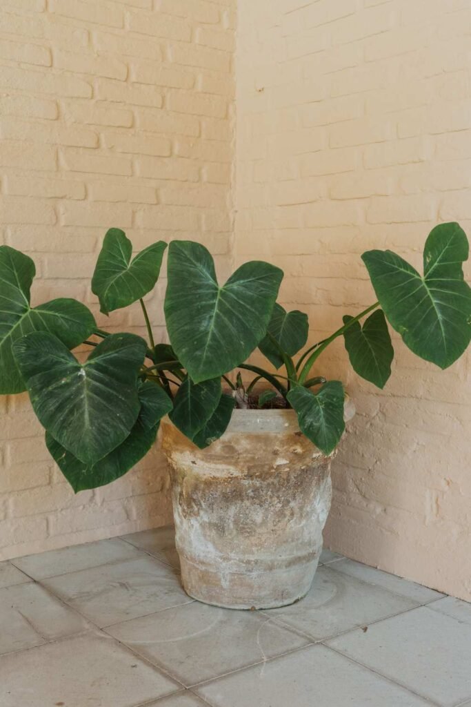 Why Your Elephant Ear Plant Is Dying