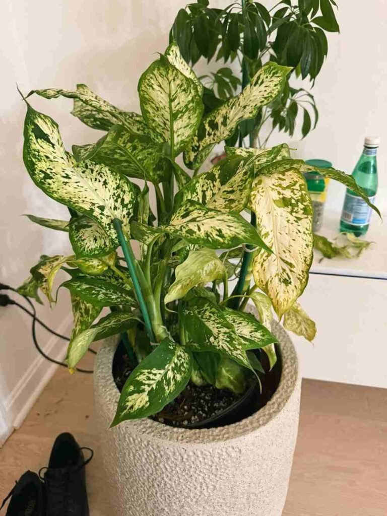 Why Your Dieffenbachia Stopped Growing