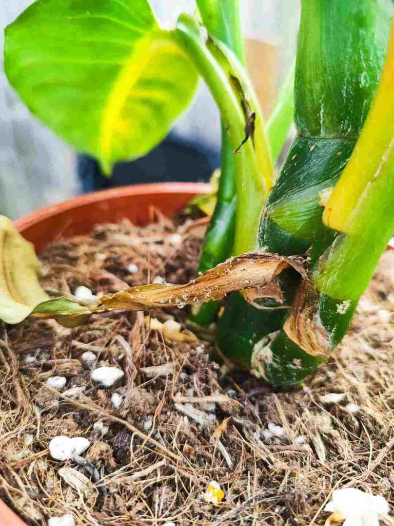 Why Your Dieffenbachia Stopped Growing