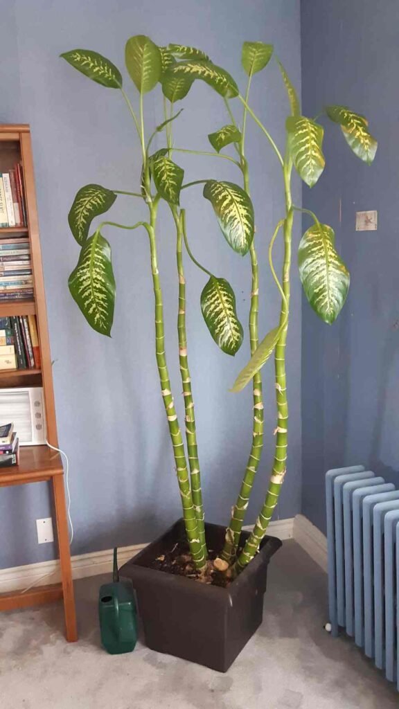 Why Your Dieffenbachia Is Leggy