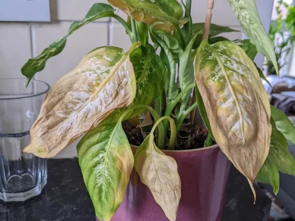 Why Is Your Dieffenbachia Stem Rotting