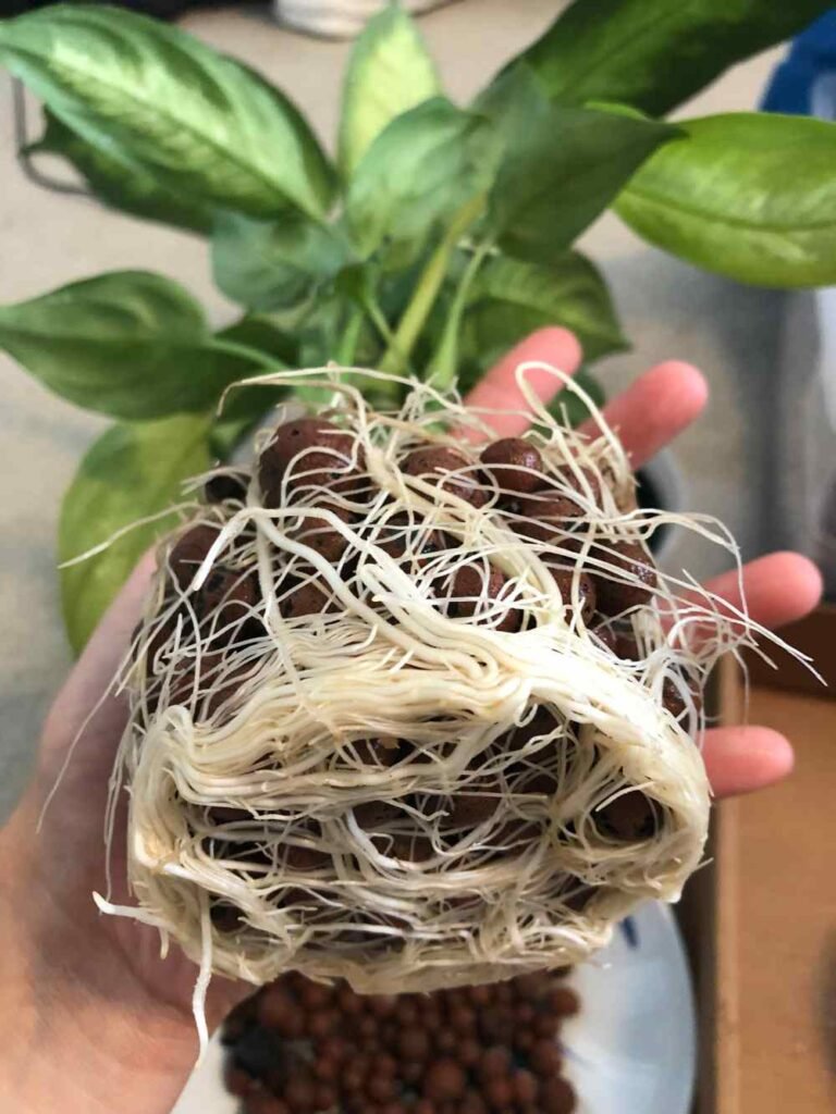 Why Is Your Dieffenbachia Stem Rotting