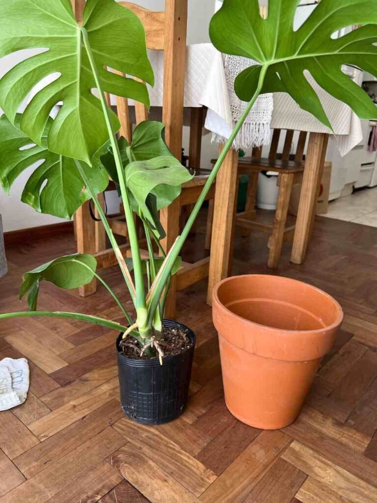 How to Repot a Monstera for Healthy Growth