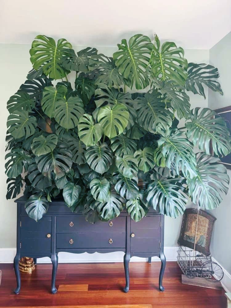 How to Repot a Monstera for Healthy Growth