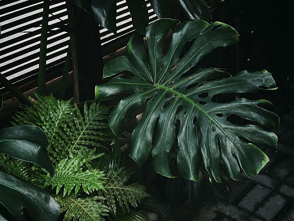 Complete Monstera Care Guide for Thriving Indoor Plants Complete Monstera Care